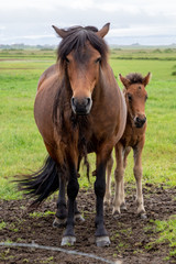 Naklejka na ściany i meble Iceland horse mother and foal