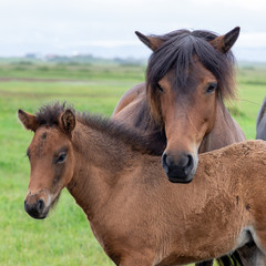 Icelandic horse mother and foal