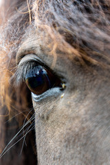Icelandic horse closeup of eye