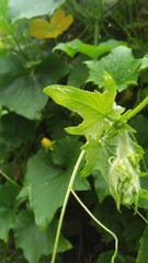cucumber growing in the garden