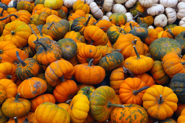 Organic, fresh farm grown pumpkin. Ecologic natural vegetable background.