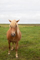 Naklejka na ściany i meble Icelandic horse standing in a green field looking forward