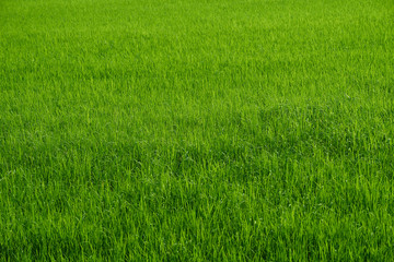 Rice farm in green harvest season in country side
