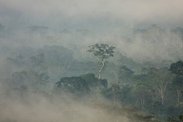 Morning mist in Amazon rainforest, Ecuador