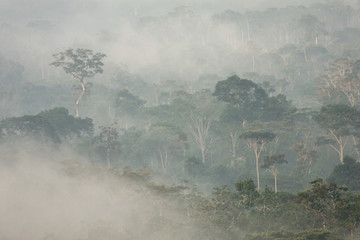 Fototapeta premium Morning mist in Amazon rainforest, Ecuador