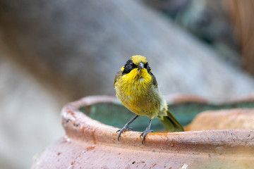 Yellow-tufted Honeyeater in Australia
