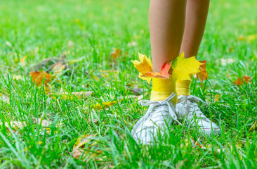 autumn leaves in shoes. girls legs in yellow socks and leaves in it. autumn creative concept. autumn is coming. 