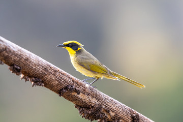 Yellow-tufted Honeyeater in Australia
