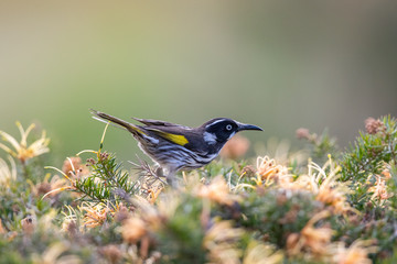 New Holland Honeyeater in Australia