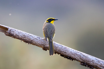 Yellow-tufted Honeyeater in Australia