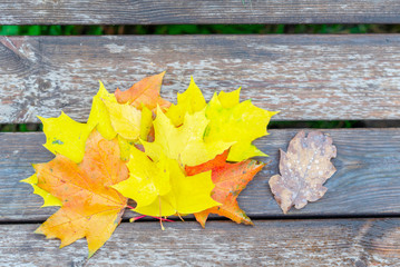 Obraz premium maple leaves and one oak leaf. concept of one is not like the others.