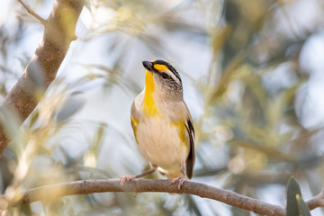 Striated Pardalote in Australia