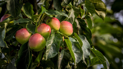 apple tree
