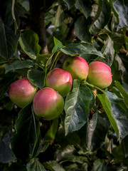 apple tree