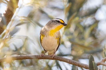 Striated Pardalote in Australia