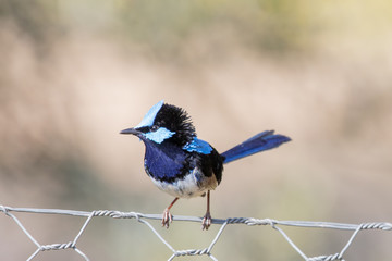 Male Superb Fairywren in Australia