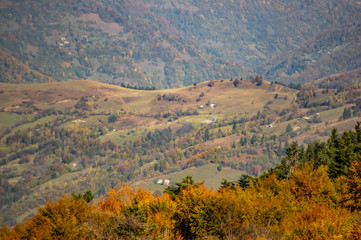 Naklejka premium Yellow autumn forest in the mountains