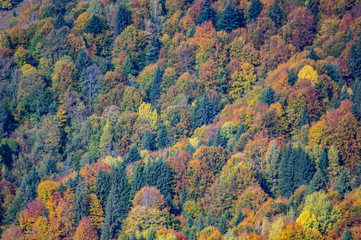 Yellow autumn forest in the mountains