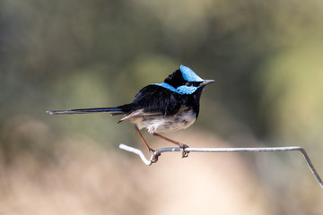 Male Superb Fairywren in Australia