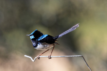 Male Superb Fairywren in Australia