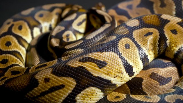 Footage of ball python on dark background