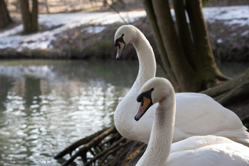 two swans cleaning them selves at lakeshore