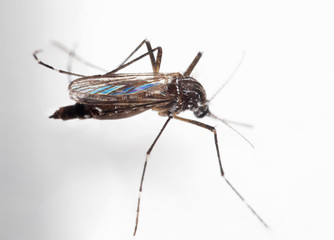 Fototapeta premium Fotografia makro komara żółtej gorączki na białej podłodze