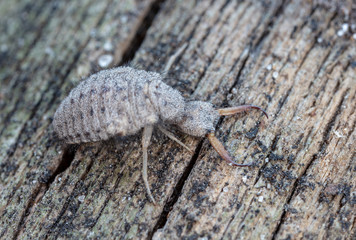 large ant lion, live insect