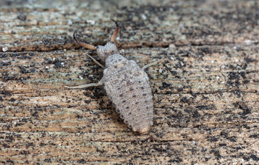 large ant lion, live insect