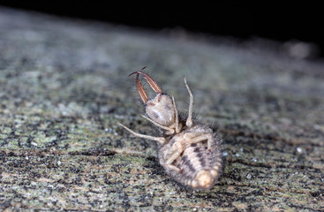 large ant lion, live insect