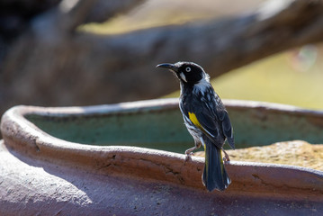 New Holland Honeyeater in Australia