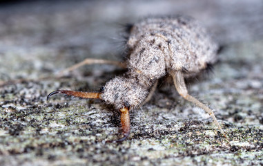 large ant lion, live insect