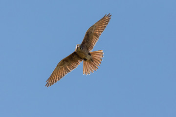 Brown Falcon in Australia