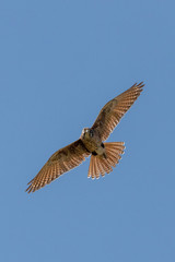 Brown Falcon in Australia