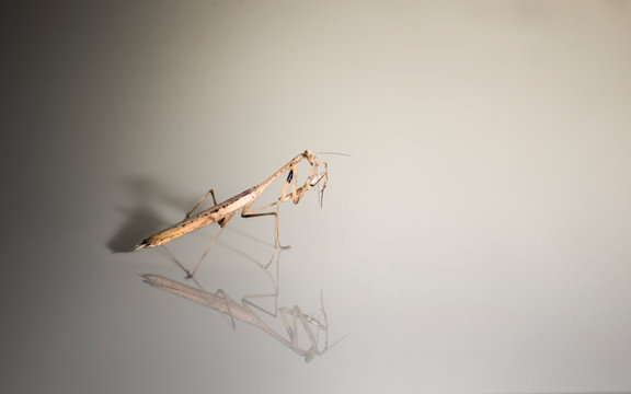 Manteodea Burmeister