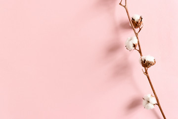 Border frame made of cotton branch on pink background