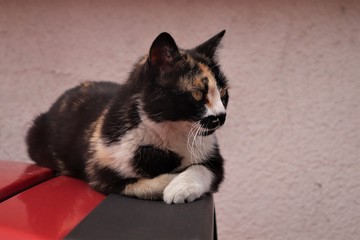 Black cat with red and white spots.