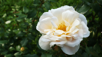 summer bush with wild white roses on a sunny day in the park