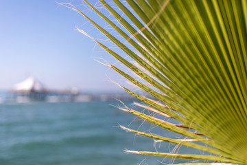 in the foreground is a green palm leaf and in the background the blue sea and a jetty