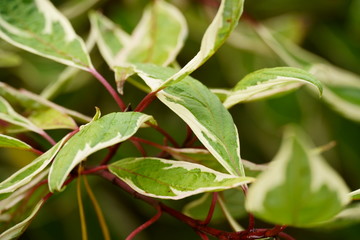 Cornus alba Argenteomarginata. Close up photo. Sibirica Variegata