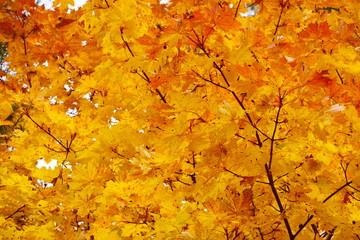 Colored maple leaves in the fall. well convey the mood of autumn Close up red leaves.