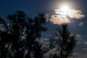 Night scene with full moon and trees