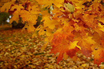 Colored maple leaves in the fall. well convey the mood of autumn Close up red leaves.