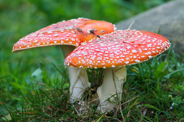 Wald