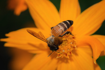 The insects are flying to the pollen naturally for living.