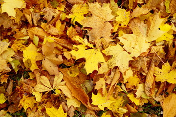 Colored maple leaves in the fall. well convey the mood of autumn Close up red leaves.