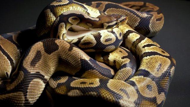 Footage of ball python on black