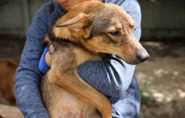 Female volunteer with homeless dog at animal shelter outdoors