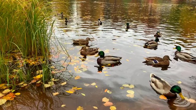 Beautiful ducks and drakes swim in the autumn pond with yellow leaves near the green grass.