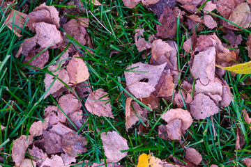 Autumn yellow and orange dry leaves of birch and trees on green grass on an autumn warm day. Freshness, nature, naturalness background and wallpaper.